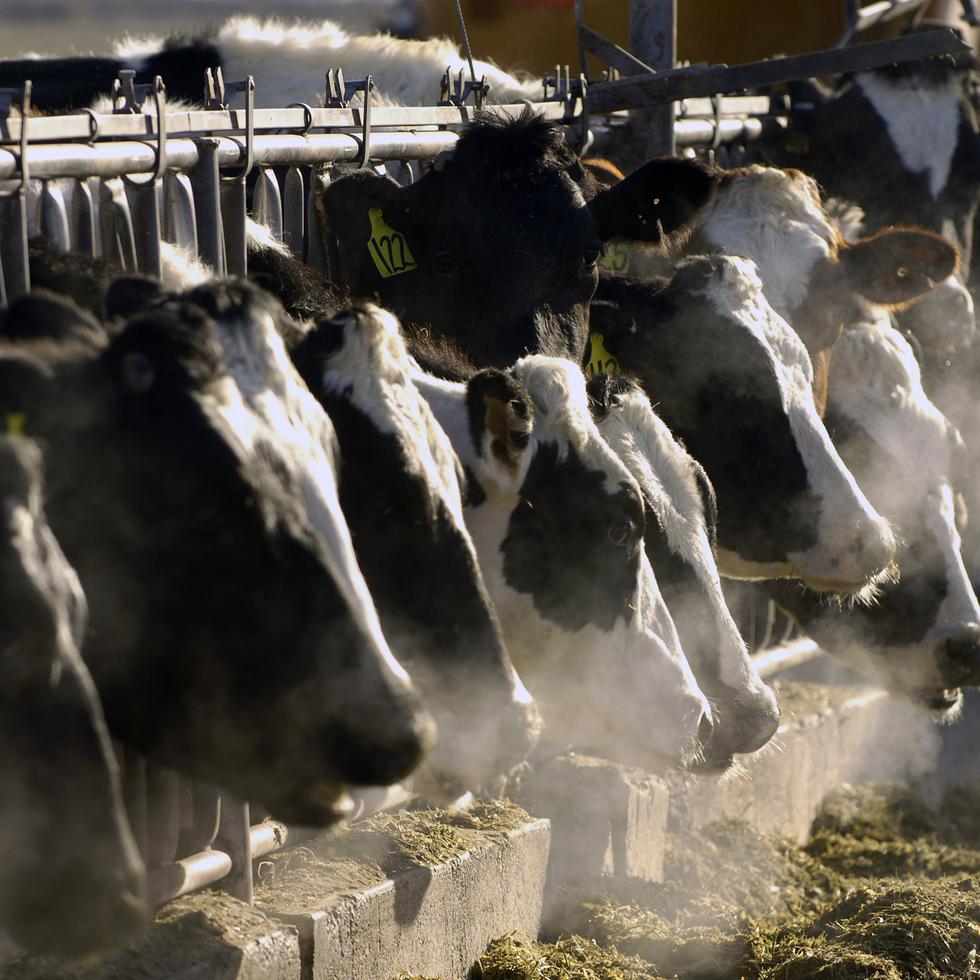 Vacas lecheras holstein se alimentan a través de una reja en una granja lechera en Idaho el 11 de marzo de 2009.