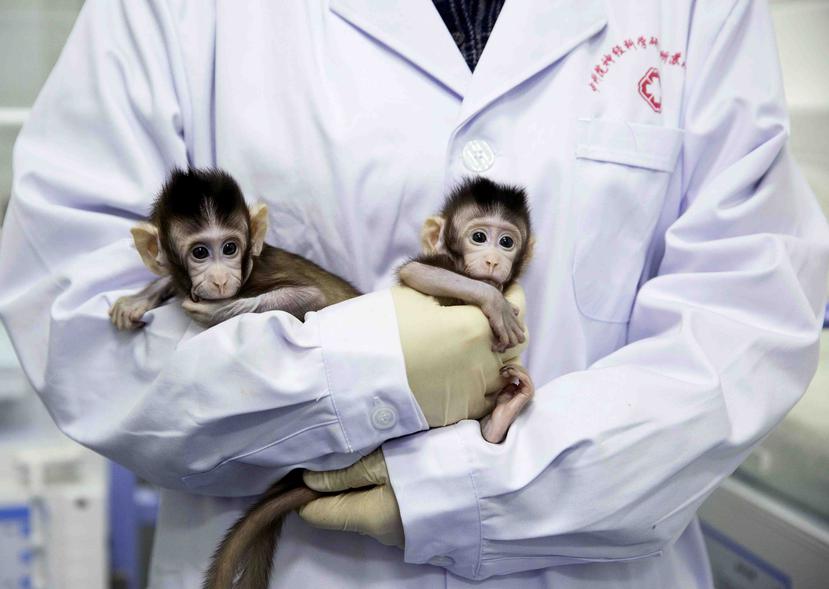 Zhong Zhong y Hua Hua, de pocas semanas de vida, se han presentado como los primeros primates en llegar al mundo gracias a la técnica que hizo posible a Dolly hace 20 años. (AP)