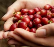 El DACO no revisaba los precios del café desde el 2015, pese a que la ley establece que debe hacerse cada cinco años.