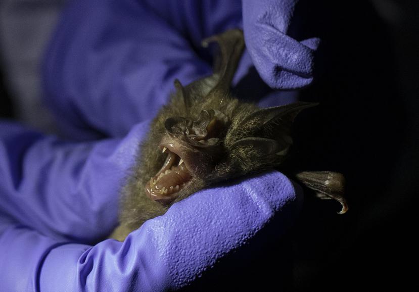 Un investigador toma medidas de un murciélago atrapado en una cueva en el Parque Nacional Sai Yok, en la provincia de Kanchanaburi, al oeste de Bangkok, Tailandia.