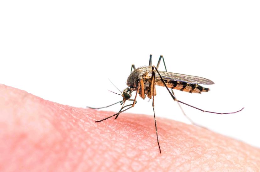 Utilizar el repelente cada tres o cuatro horas es una clave para evitar picaduras de mosquitos.