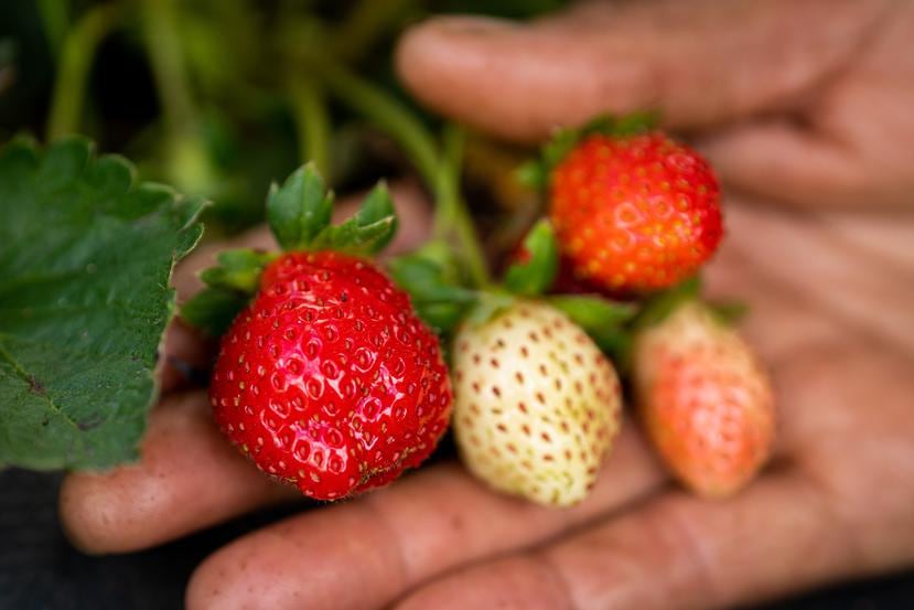 They want to expand the cultivation of different varieties of strawberries.