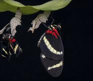 En las mariposas, el patrón de colores que tienen en sus alas es creado por diferentes genes.