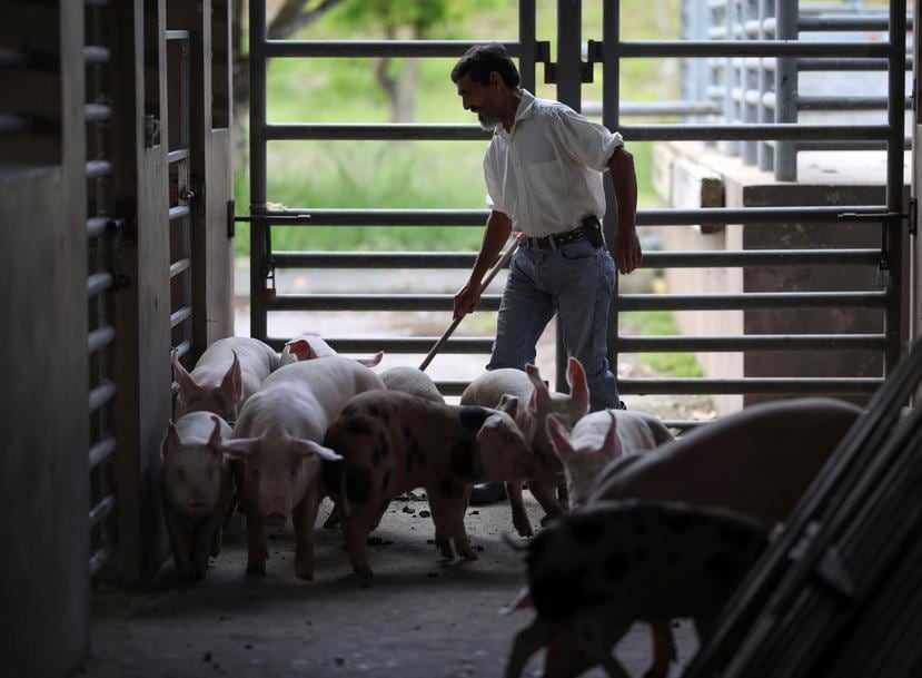 Sobre estas líneas, Alberto de Jesús, quien es parte de la Cooperativa de Porcicultores y tiene una finca de cerdas en Las Carolinas en Caguas.