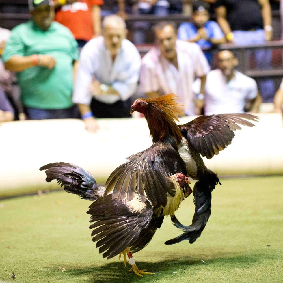 Un acuerdo de un comité de conferencia que el Congreso llevará a votación final esta semana propone extender a Puerto Rico y los demás territorios la prohibición en contra de las peleas de gallos. (GFR Media)