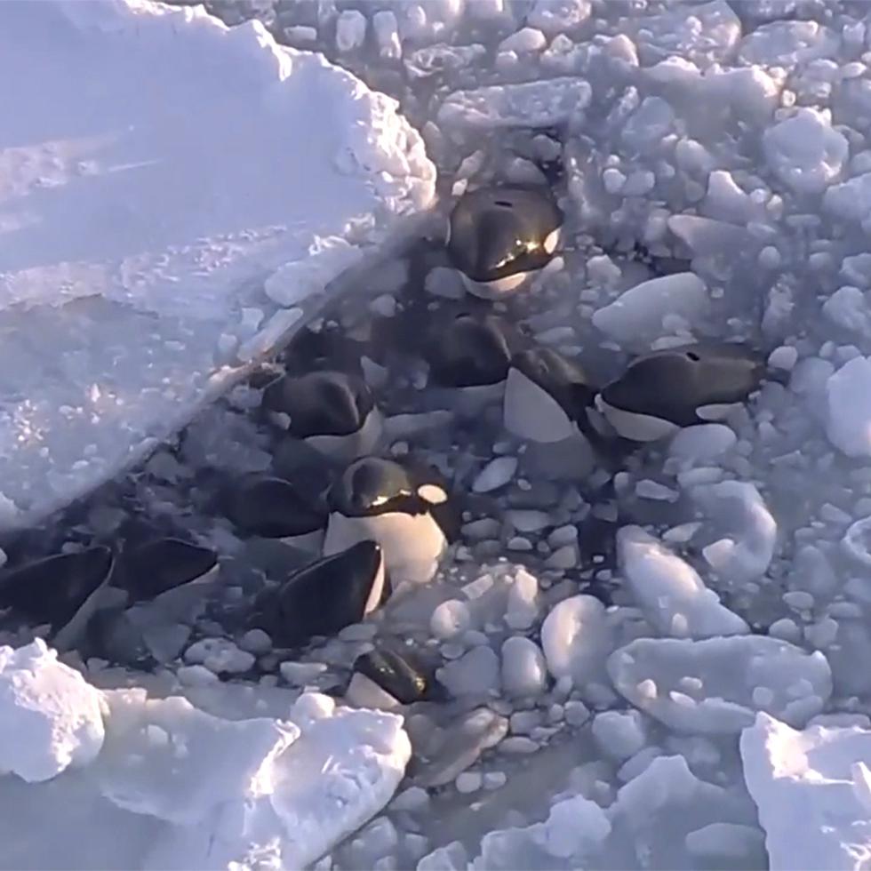 En esta imagen, tomada de un video, se muestra a una manada de orcas varadas en un pequeño hueco entre hielo a la deriva, en Rausu, Hokkaido, en el norte de Japón, el 6 de febrero de 2024.