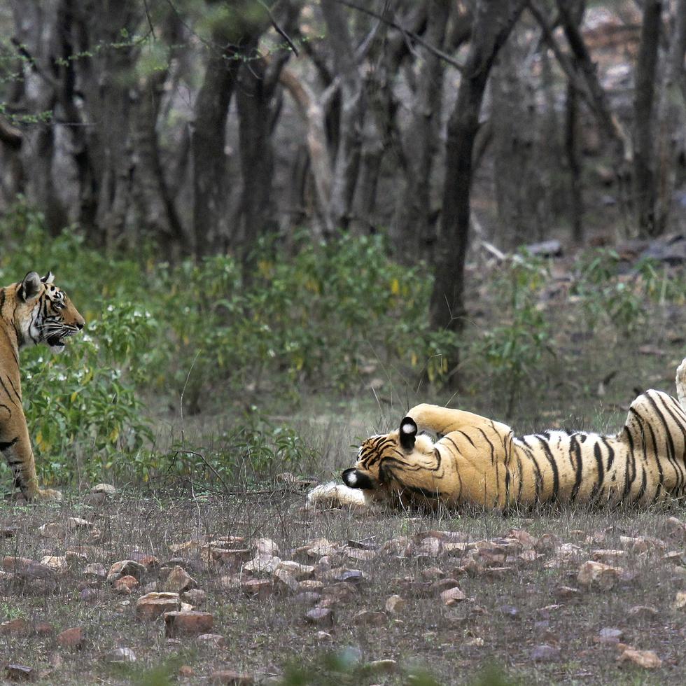 Dos tigres en el Parque Nacional Ranthambore en Sawai Madhopur, India, el 12 de abril de 2015. India celebraba 50 años de programa de conservación de tigres el 9 de abril de 2023. (AP Foto/Satyajeet Singh Rathore, Archivo)