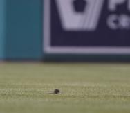 Una rata se escapa en el jardín durante el sexto inning del juego del marts 10 de mayo de 2022, entre los Mets de Nueva York y los Nacionales de Washington.