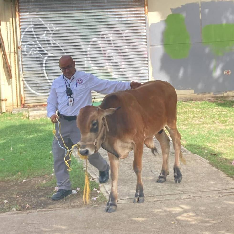 La Policía Municipal de San Juan logró la captura de un toro que merodeaba por la playa del Último Trolley en San Juan.