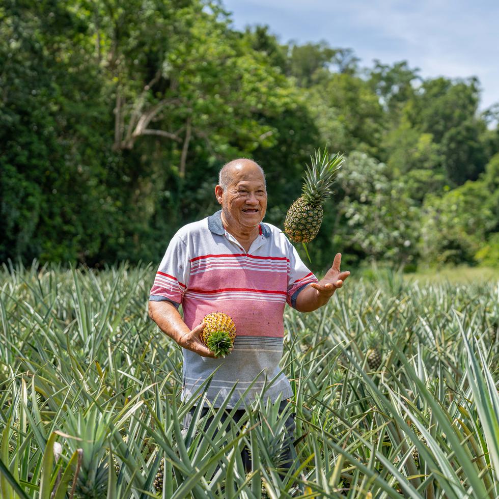 A sus 78 años, Héctor Manuel Rosario Camacho cultiva cuatro cuerdas y media de piña.
