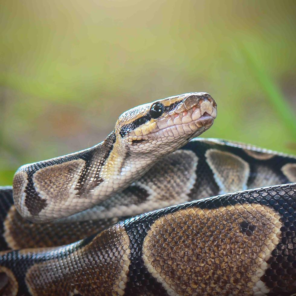 La serpiente fue descrita como una pitón real, también conocida como pitón bola. (Shutterstock)
