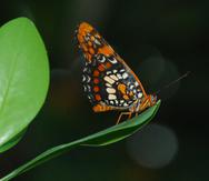 La declaración de la mariposa arlequín como especie amenazada a nivel federal se formalizó el pasado 3 de enero.