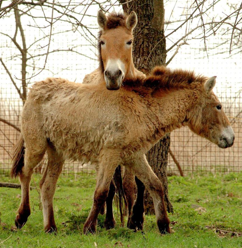El caballo Przewalski (Equus przewalskii), una especie muy antigua que vivió libremente por Europa hace 3,000 años y que estuvo a punto de extinguirse, es distinta al caballo que más conocemos (Equus caballus). (EFE / Tibor Olah)
