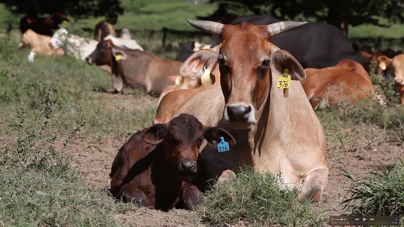 El director del Fondo para el Fomento de la Carne de Res en Puerto Rico enfatizó que el ganado criado localmente, cuya carne es mercadeada bajo la marca Muu, es libre de hormonas y se cría en pastoero. (Suministrada)
