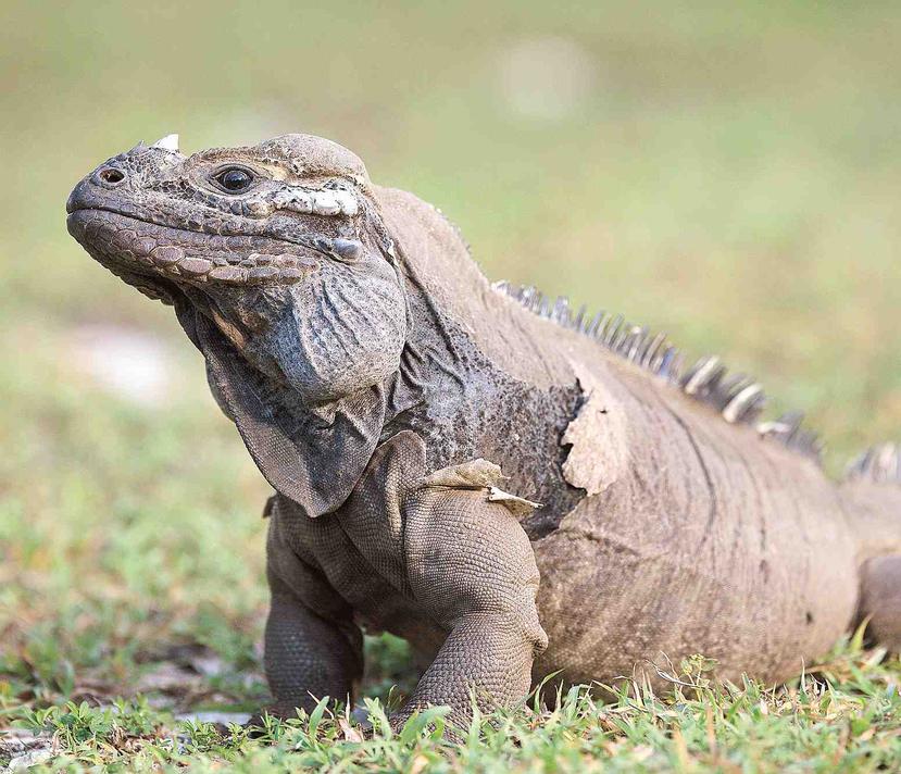 Esta especie de iguanas es nativa de Centroamérica, Suramérica y el Caribe. (GFR Media)