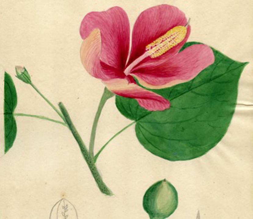 Lámina de la flor y el fruto del árbol de maga; acuarela realizada por Bello y Espinosa entre 1848 y 1878. (Suministrada)