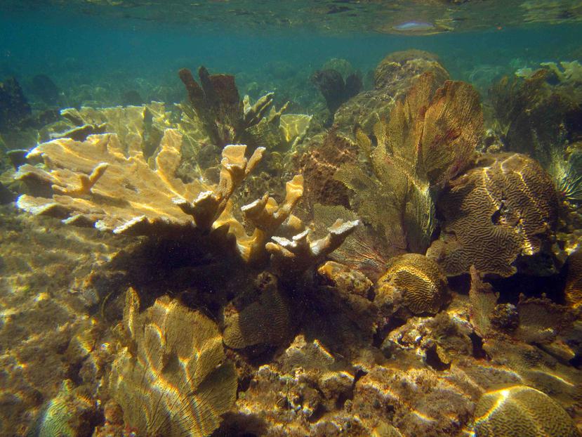 Científicos de la NASA y la UPR estudian los impactos humanos en los ecosistemas costeros. Este es un arrecife en buen estado.