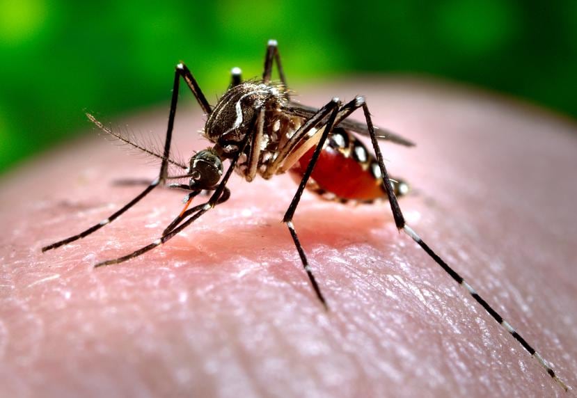 El mosquito Aedes Aegypti es el transmisor del virus del dengue.