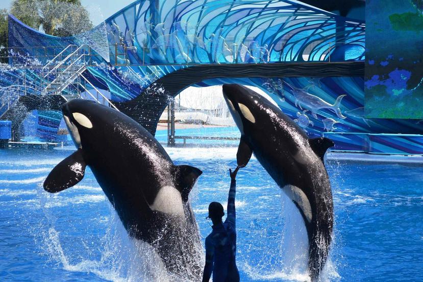 Tras las críticas provocadas por Tilikum, la ballena asesina más famosa de SeaWorld Orlando, el parque marino apuesta ahora por los tiburones. (Archivo / GFR Media)
