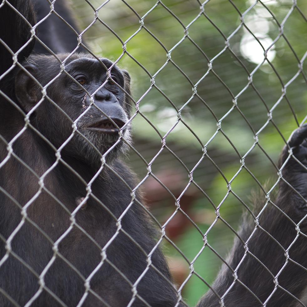 Al momento, el Departamento de Justicia está por concluir una investigación sobre el zoológico. En la imagen, uno de los chimpancés que  allí habitan.