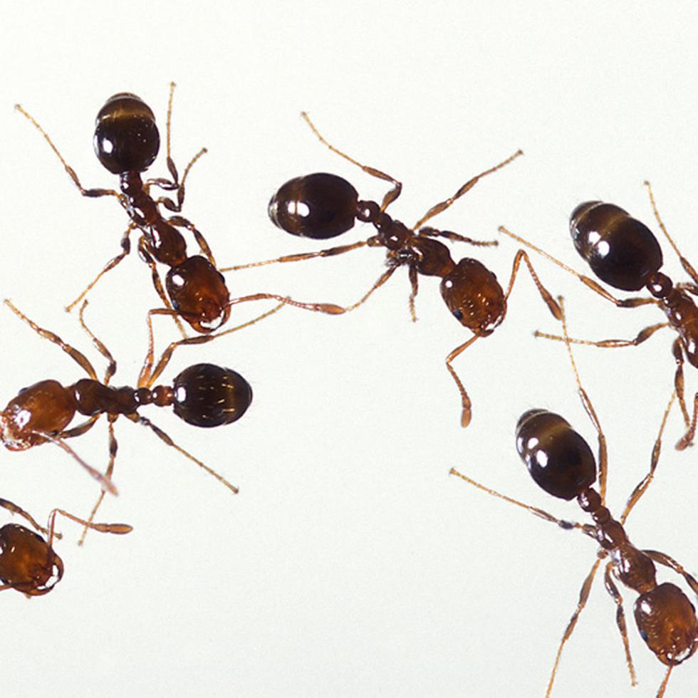 Las hormigas son una plaga muy difícil de erradicar y es muy común que aparezcan cuando las temperaturas son altas.