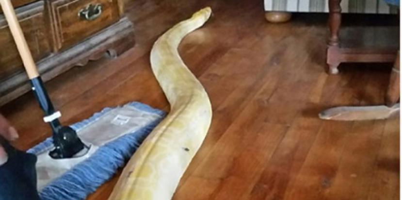 La serpiente había llamado la atención de medios internacionales cuando desapareció 13 días antes. (matsugov.us)
