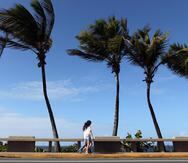 Imagen de archivo que muestra palmas moviéndose por el viento en el Viejo San Juan.