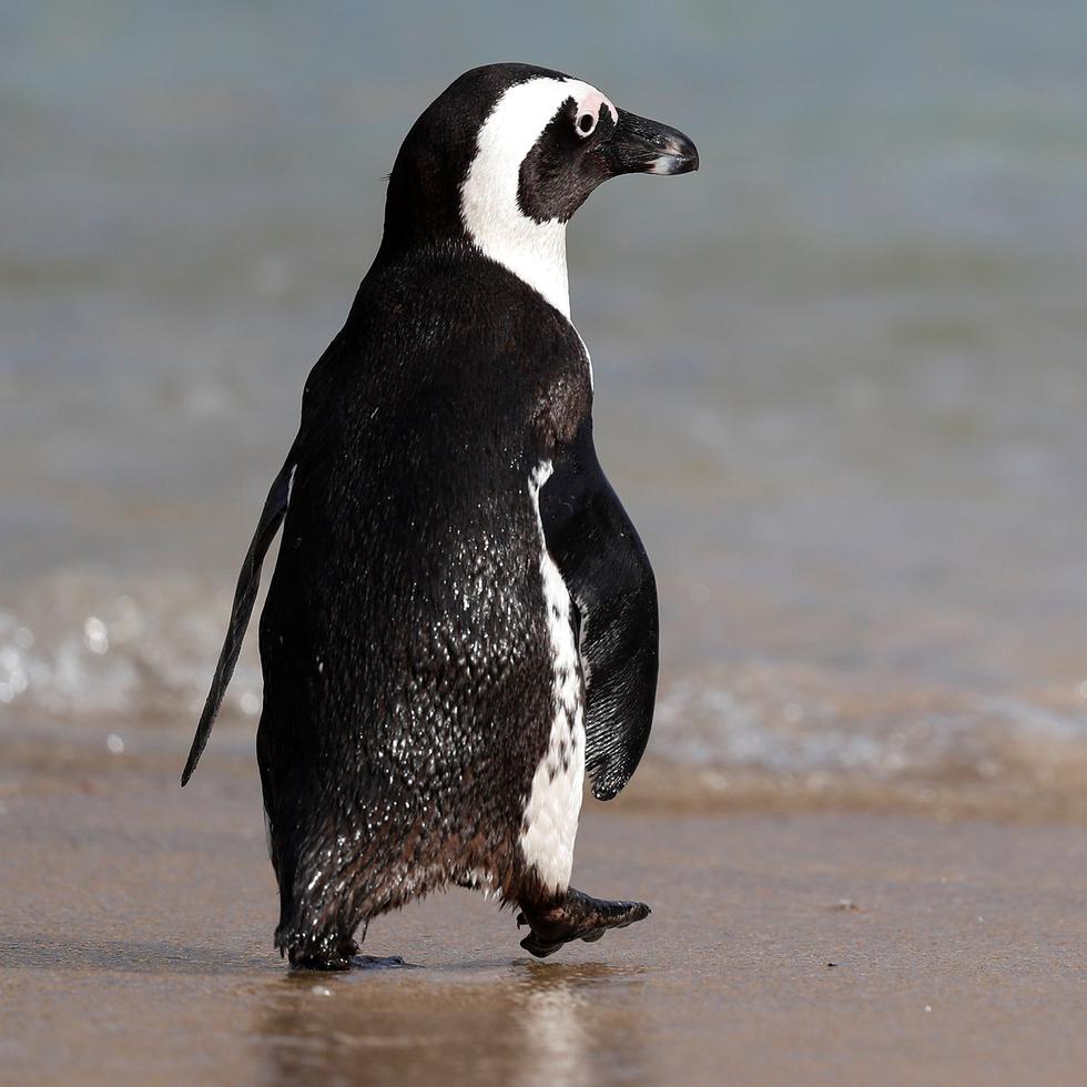 Un equipo internacional de investigadores -liderados por científicos chilenos- reportó en 2014 en la revista MBio que identificó, por primera vez, el virus de la gripe aviar en un grupo de pingüinos de la Antártida.