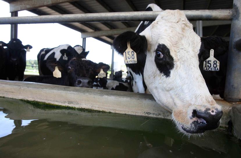 El agrónomo Juan Carlos Rivera Serrano, presidente del sector de leche de la Asociación de Agricultores de Puerto Rico, había advertido que sin ayuda, se corría el riesgo de perder cabezas de ganado. (Archivo / GFR Media)