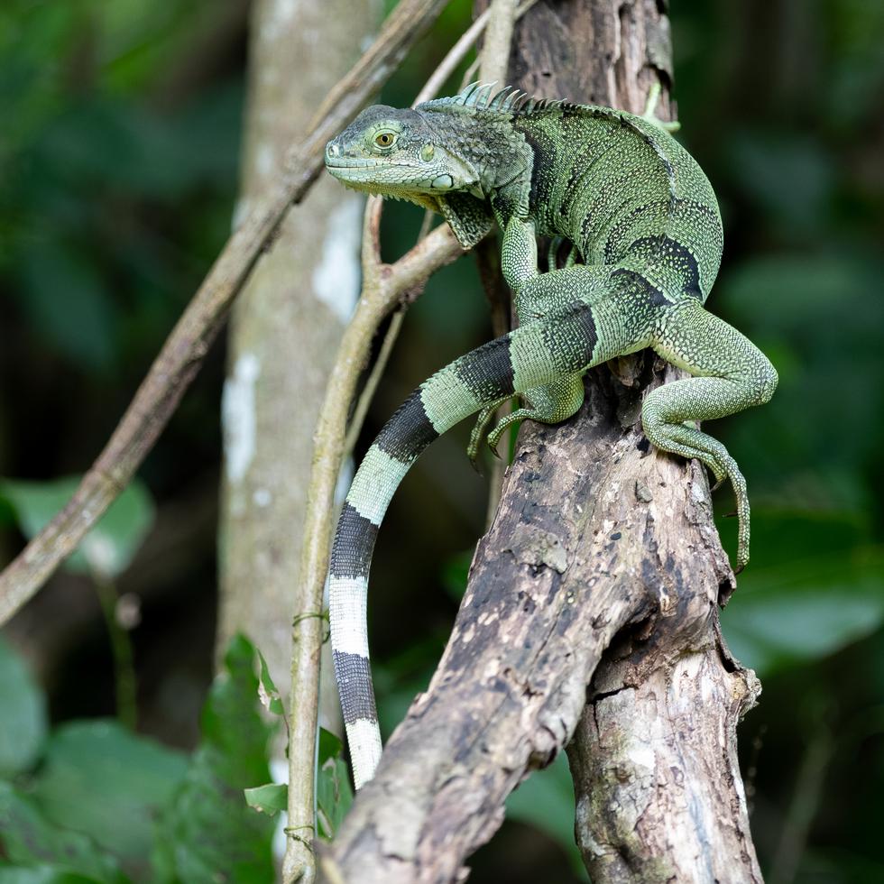 Imagen de archivo de una iguana.
