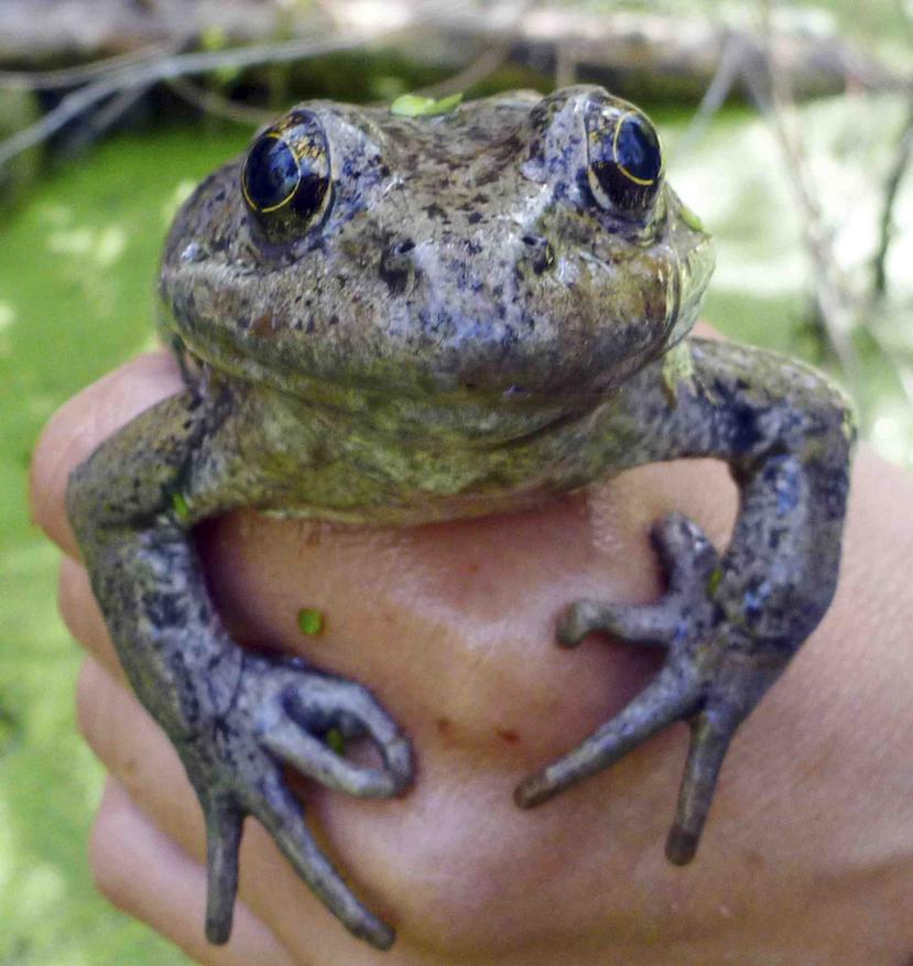 Las ranas de patas rojas aparecen en la historia "The Celebrated Jumping Frog of Calaveras County", de Mark Twain. (AP)