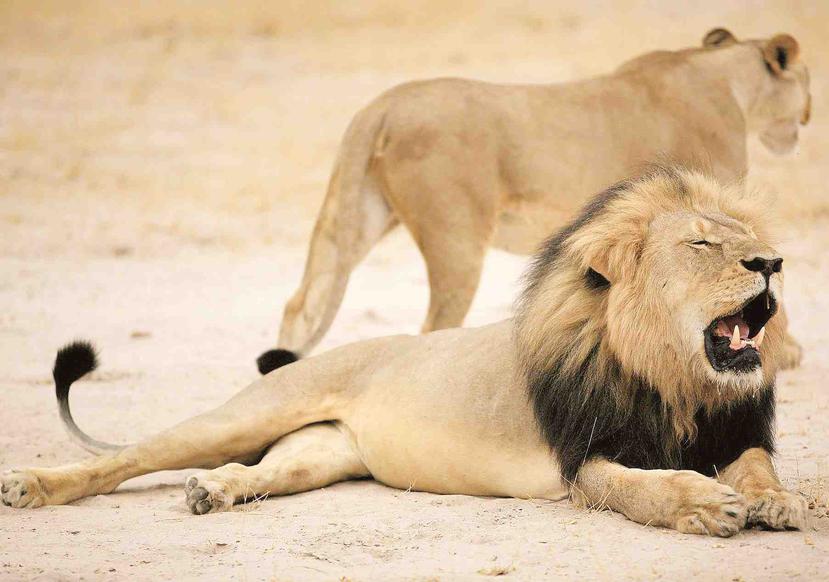 El estadounidense Walter James Palmer ha admitido que mató a Cecil en una cacería nocturna organizada el pasado 1 de julio en el Parque Nacional de Hwange. (EFE)