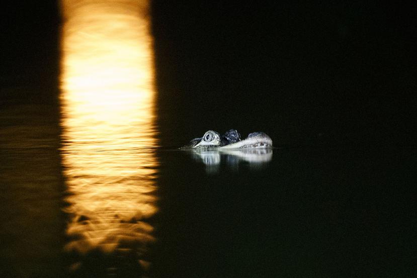 Un caimán flota en la laguna del Parque Humboldt. (AP)