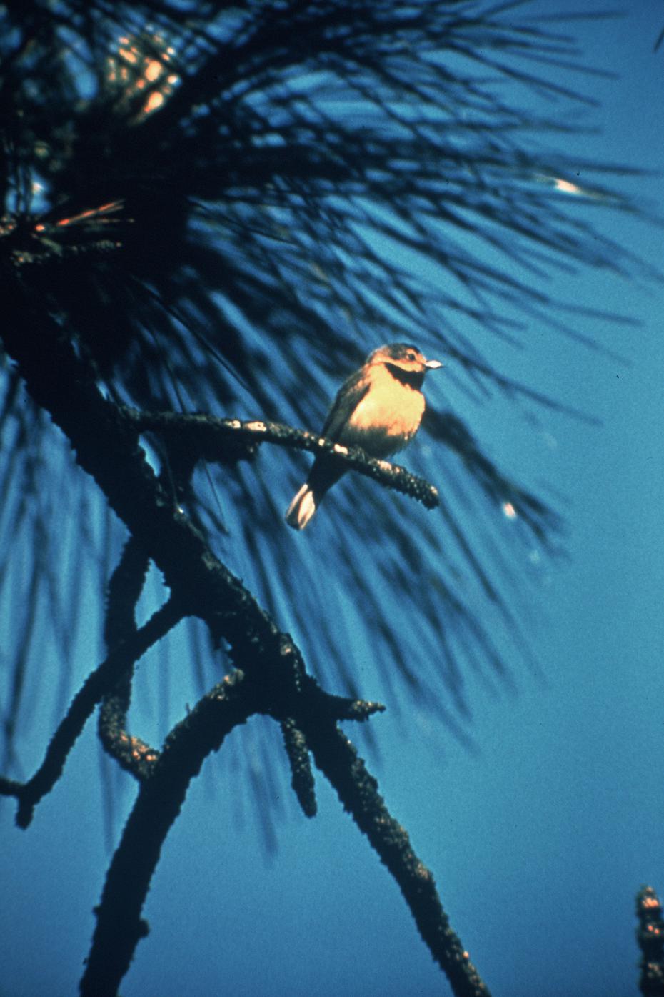 La Curruca de Bachman era una ave migratoria que se procreaba en los estados del sureste y pasaba el invierno en Cuba.