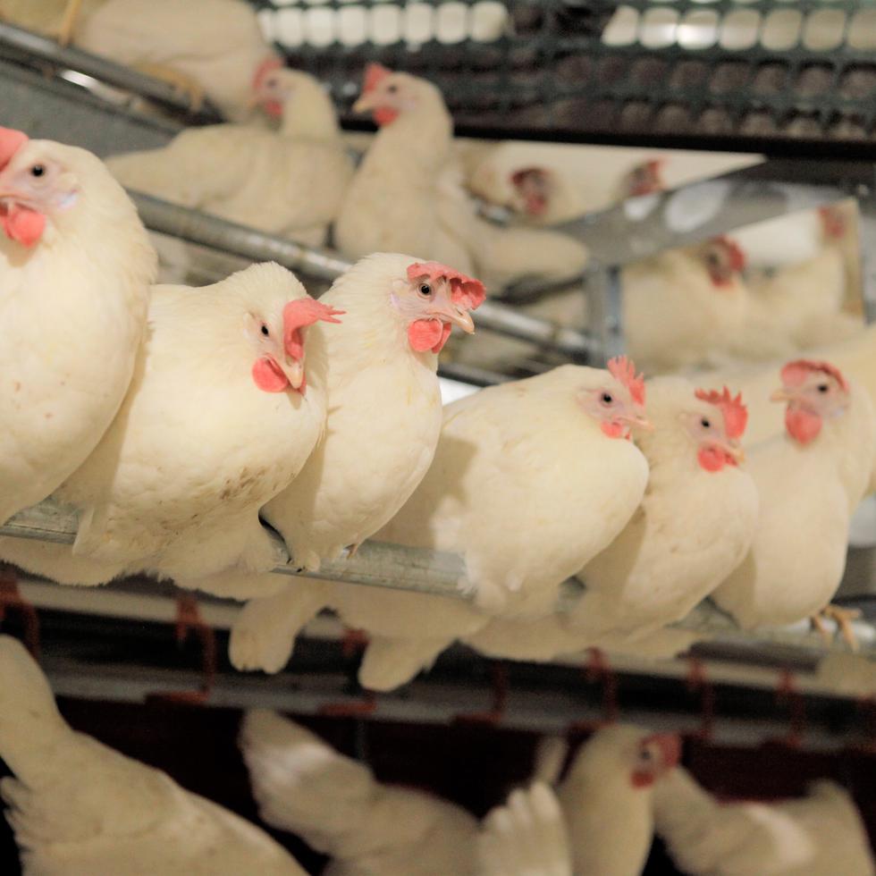 La nueva investigación es la primera en presentar pruebas de la cría de gallinas para la producción de huevos.