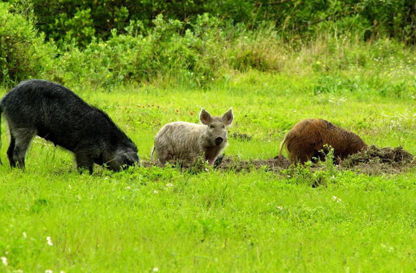 Estos cerdos, que no son nativos de Puerto Rico, pueden propagar la peste porcina africana, advirtió el USDA.