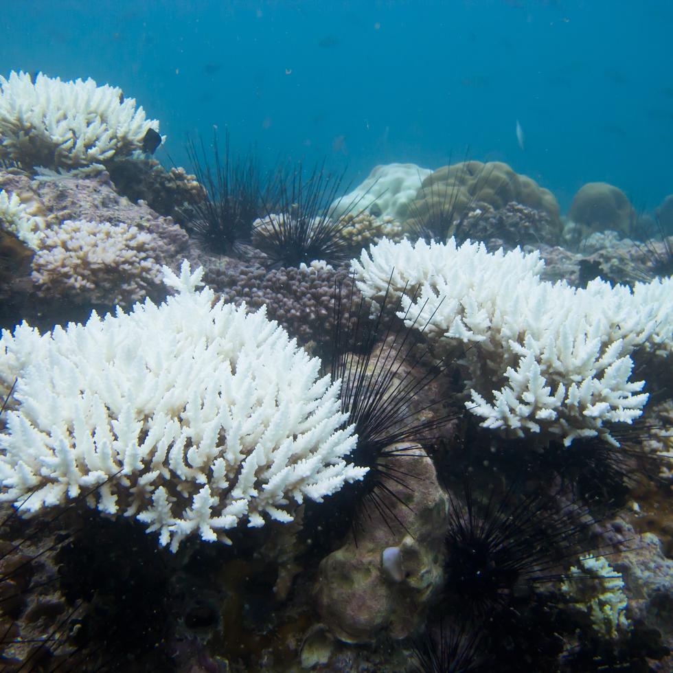 Imagen de corales blanqueados.