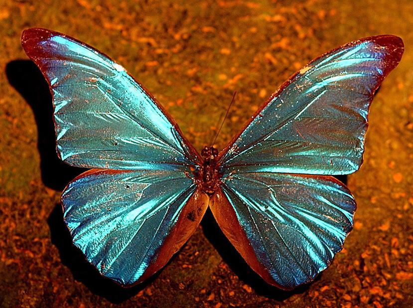 Investigadores revelan secretos de las alas de las mariposas - El Nuevo Día