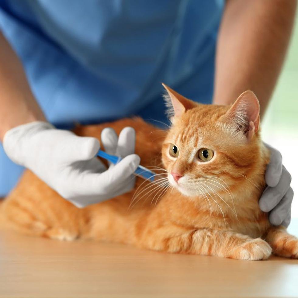 Para los gatos estará disponible la vacuna de rabia, Rhinotraequitis, Pankeukopenia, Calcivirus, Chlamydia y desparasitación intestinal $30.