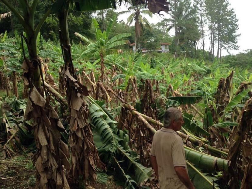 Orocovis ha sido el municipio más afectado con una pérdida de $600 mil en plátanos.