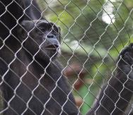 Al momento, el Departamento de Justicia está por concluir una investigación sobre el zoológico. En la imagen, uno de los chimpancés que  allí habitan.