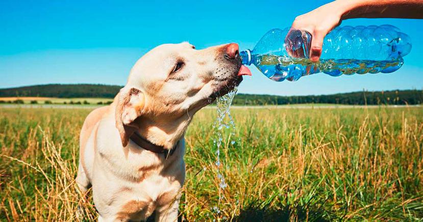 Los perros no sudan y para mantener su temperatura corporal, se acuestan en lugares frescos y debes asegurarte que  tengan acceso a agua limpia y fresca en todo momento.