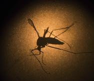 El informe de la analista Emily Raimes destaca que el Congreso federal no ha asignado fondos para combatir el virus transmitido por el mosquito Aedes aegypti. (Archivo / AP)