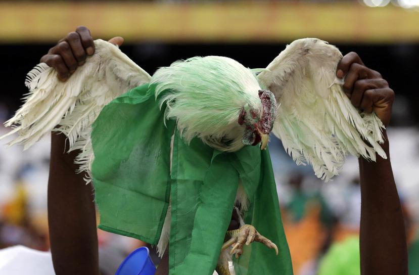 En esta imagen del 10 de febrero de 2013, un aficionado nigeriano sostiene una gallina viva decorada con los colores de la bandera de Nigeria antes del duelo de la Copa Africana de Naciones. (AP)