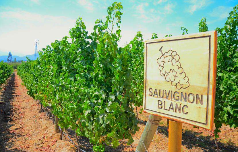 Países como Chile y Nueva Zelanda comenzaron a producir vinos hechos con Sauvignon Blanc a finales del siglo XX, y sorprendieron a todo el mundo por tener una acidez vibrante y un aroma intenso y refrescante de frutas tropicales y cítricos.