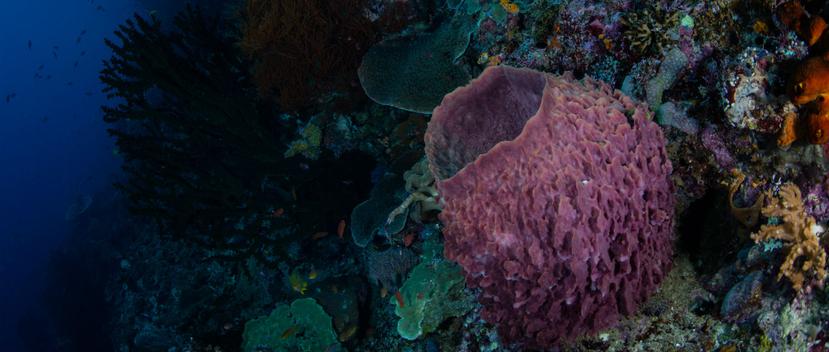 Un compuesto que se extrae de una esponja marina de la Polinesia es capaz de bloquear las señales de calcio en la célula, lo que implica detener su reproducción y lograr que las células cancerígenas mueran. (Shutterstock)