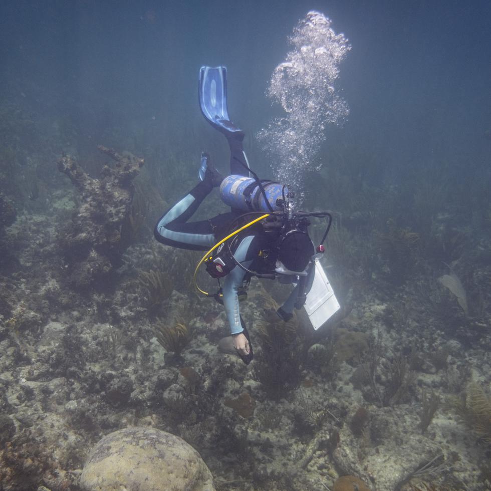 Catalina Morales Ruiz, biloga marina de Sea Ventures bucea para aplicar tratamiento a corales el 11 de junio del 2021 en Vieques, Puerto Rico. Bilogos del Departamento de Recursos Naturales aplican un tratamiento con amoxicilina para tratar una enfermedad de Perdida del Tejido del Coral Duro que esta afectando a los corales de Puerto Rico.