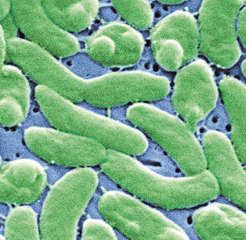 La bacteria "vibrio vulnificus", que devora la carne humana, causó la muerte a varias personas y enfermó a 11 en el año 2014 en Florida, eventos que se han repetido en los siguientes años. (EFE / Janice Carr)