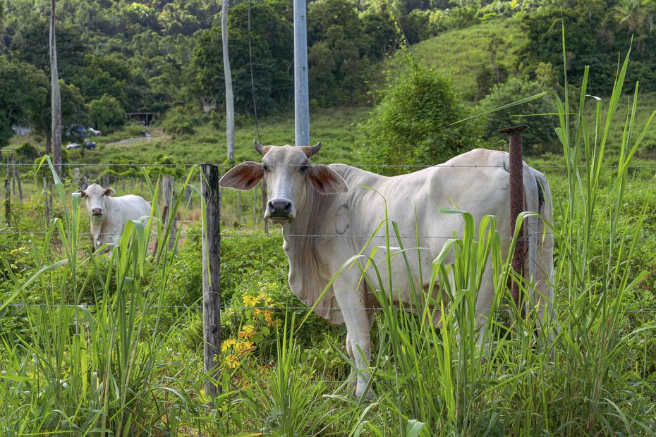 Vacas en el Camino Mariana, en Naguabo.