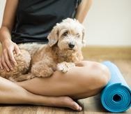 Los ejercicios de relajación pueden ayudarte a crear un vínculo más especial con tu mascota.
